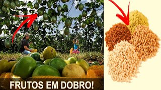 COMO ADUBAR O MARACUJÁ E PRODUZIR EM DOBRO Faça e comprove [upl. by Meredith]