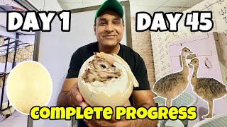 Day 1 To Day 45 Ostrich Eggs Candling  Hatching Ostrich Baby  Oye Bhatti [upl. by Asehr]