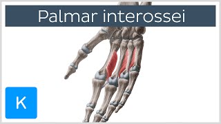 Palmar Interossei Muscles  Origins amp Function  Human Anatomy  Kenhub [upl. by Daryle]