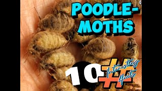 Poodle moths 10 Interesting facts [upl. by Veradia]