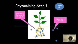 Phytomining and Bioleaching  AQA GCSE Chemistry 41014 [upl. by Eugenle763]