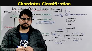 Classification of Chordates Kingdom Animalia [upl. by Wardlaw905]