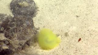 Bright Yellow Terebellid Worm In Action  Nautilus Live [upl. by Aala]