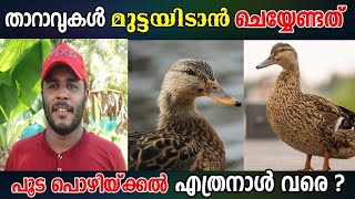 താറാവ് ഉറപ്പായും മുട്ടയിടുവാൻ  Duck Farming Kerala  Tharavu Valarthal Malayalam  Sanis Media [upl. by Iglesias]