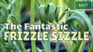 Meet the Fantastic ‘Frizzle Sizzle’  How to Grow and Care for Albuca ‘Frizzle Sizzle’ [upl. by Niltac65]