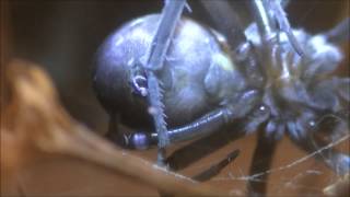 Southern House Spider Cribellum in Action [upl. by Akital947]