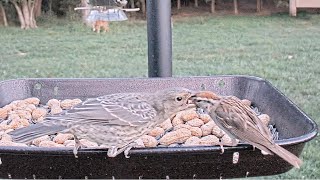 Chipping Sparrow Feeding a Brownheaded Cowbird Fledgling [upl. by Venditti]