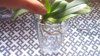 How to Save Orchids With No Roots  How I Make Orchids Without Roots Grow [upl. by Ellyn972]