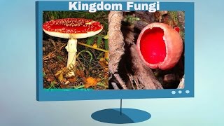 Kingdom Fungi Characteristics [upl. by Cohette575]