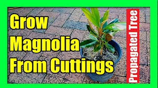 How To Grow Magnolia Tree from Cuttings  Magnolia Plant Propagation [upl. by Grove]