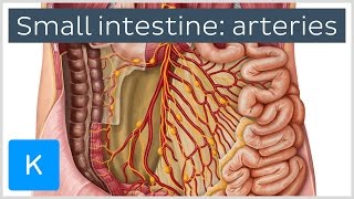 Arteries of the Small Intestine preview  Human Anatomy  Kenhub [upl. by Dulce]