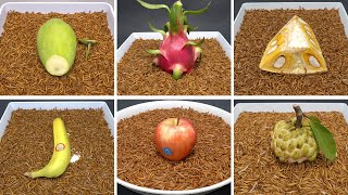 MealWorms Eating Fruits Time Lapse Compilation  MANGO DRAGON FRUIT BANANA JACKFRUIT APPLE [upl. by Tiga]