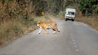 Tiger Reserve safari Srisailam forest Nallamala Forest [upl. by Tavey879]