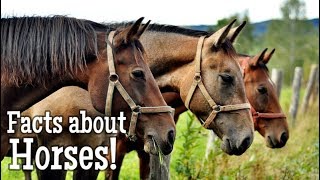 Horse Facts for Kids [upl. by Adlesirg]