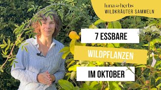 Diese 7 essbare Wildpflanzen solltest du unbedingt im Oktober sammeln [upl. by Eelarual267]