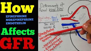 Effect of Epinephrine Norepinephrine and endothelin on GFR  Renal system lecture 70 [upl. by Mann]