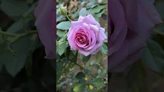 The most beautiful purple rose Violet’s Pride Rose [upl. by Lucia]