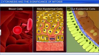 CBSE Class 11 Biology  Cell Cycle and Cell Division  Full Chapter  By Shiksha House [upl. by Guild124]