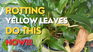 Peace Lily DYING What To Do  Urgent Repotting Peace Lily [upl. by Jodie]