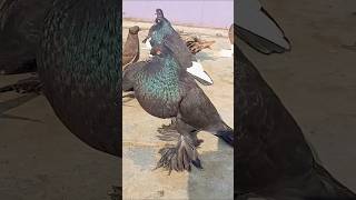 Black Pomeranian pouter fancypigeon  the pigeon world  short video [upl. by Kapeed]