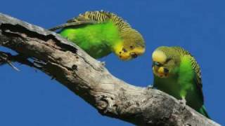 From the best selling album Happy Budgies [upl. by Adnilab]