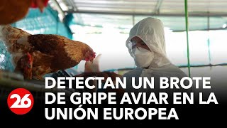 Detectan un brote de gripe aviar en la Unión Europea [upl. by Kasevich]