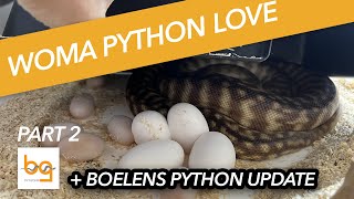 Woma pythons and breeding  part 2  well we got eggs  Boelens python update [upl. by Egres]