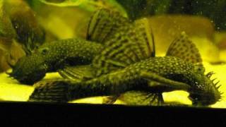 My big adult Bristlenose pleco  Antennenwelse Ancistrus 23 [upl. by Akemrehs]