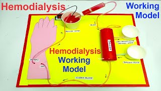 hemodialysis working model  science project for exhibition  diy  biology model  DIY pandit [upl. by Llewsor]