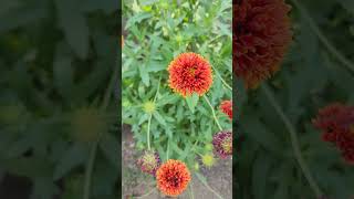 Beautiful Galanda flowers flowerlovers nature homegarden gardening viral flowers shorts [upl. by Colson480]