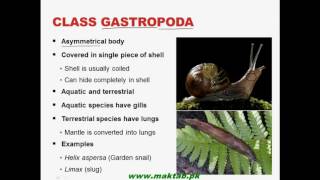 FSc Biology Book1 CH 10 LEC 11 Phylum Mollusca [upl. by Bergstein]