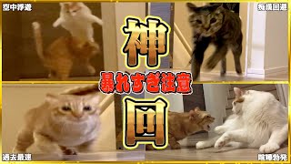 【完全密着版】日本一の運動神経を持つ猫たちを24時間観察したら本気出してきた…。 [upl. by Llohcin132]