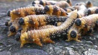 Sawfly larvae travel in groups [upl. by Rizas886]