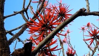 Árvore Candelabro  Eritina Speciosa [upl. by Aneek967]