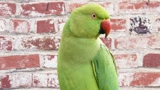 Alexandrine parakeet Parrot  Ringneck Talking Parrot [upl. by Atiuqer]