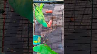 Talking Alexandrine Parrots Enjoying a carrot Feast 🥕 Hilarious Parrot Conversations [upl. by Cirre]