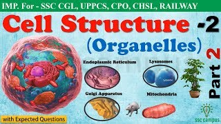 Cell StructurePart 2  Endoplasmic Reticulum  Lysosomes  Mitochondria NCERT Class 8911 [upl. by Ecinreb]