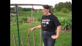 Wind Resistant Tomato Trellis that Allows for Easy Picking [upl. by Aggri]