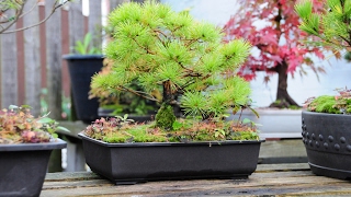 Pinus parviflora Burkes Bonsai part II [upl. by Lindsey]