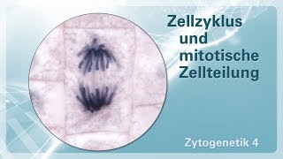 Zytogenetik 04 – Zellzyklus und mitotische Zellteilung [upl. by Timothee723]