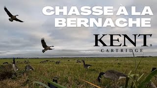 Chasse à l’outarde en tombeau présaison Goose hunt [upl. by Seldun]