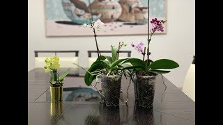 Simple Recipe For Orchids Which Triples The Size and Blooms in Short Time [upl. by Shaylyn]