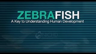 Zebrafish  A Key To Understanding Human Development [upl. by Enilrac]