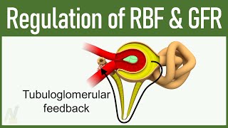 09 Regulation of GFR and RBF Glomerular Filtration Rate and Renal Blood Flow [upl. by Areek]