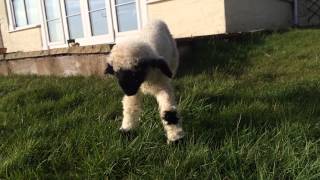 3 day old Valais Blacknose lamb with the broken leg learns to walk [upl. by Assille]