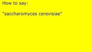 How to pronounce saccharomyces cerevisiae [upl. by Leaper966]