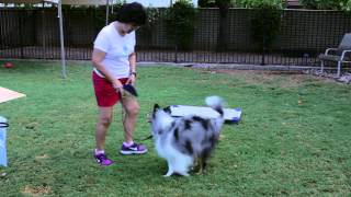 How to Train a Sheltie  Dog Training That Works [upl. by Laure]