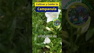 Guía Completa para Cultivar y Cuidar la Campanula Medium [upl. by Neenad686]