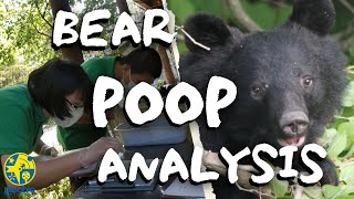 What do Japanese black bears eat  A method of wildlife scat analysis [upl. by Siddra]