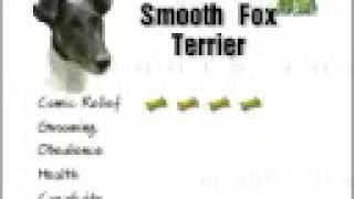 Breed All About It  Smooth Fox Terrier [upl. by Averi]